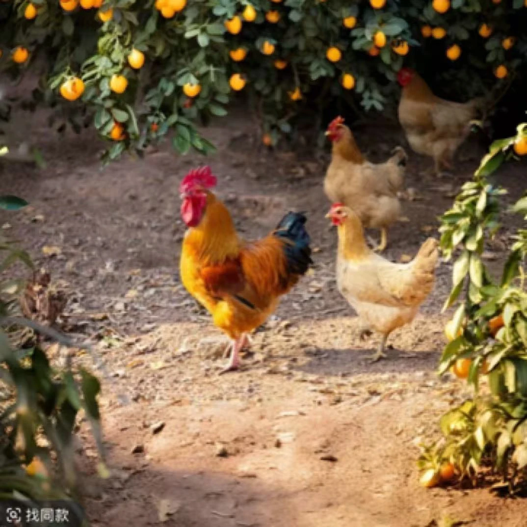 皖南土鸡买3送1（1公3母）-4只福利，6-7斤左右），老粉回购   /高品质鸡肉同城配