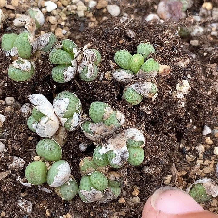 14548蟠桃斑马一颗