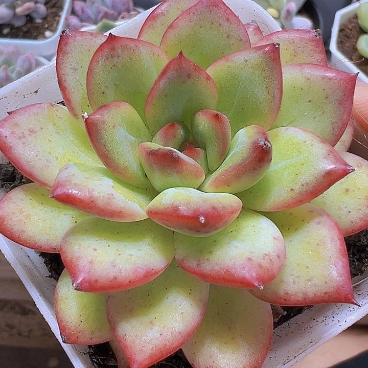 唇膏19包邮多肉植物