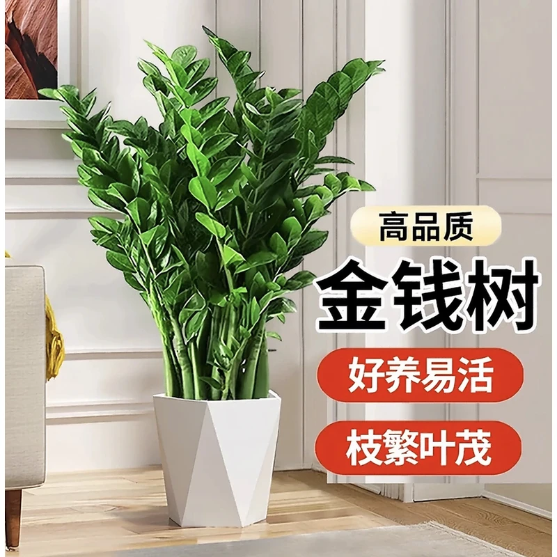 【财源滚滚】含白盆70-80CM金钱树绿植盆栽办公室绿植送礼净化空气