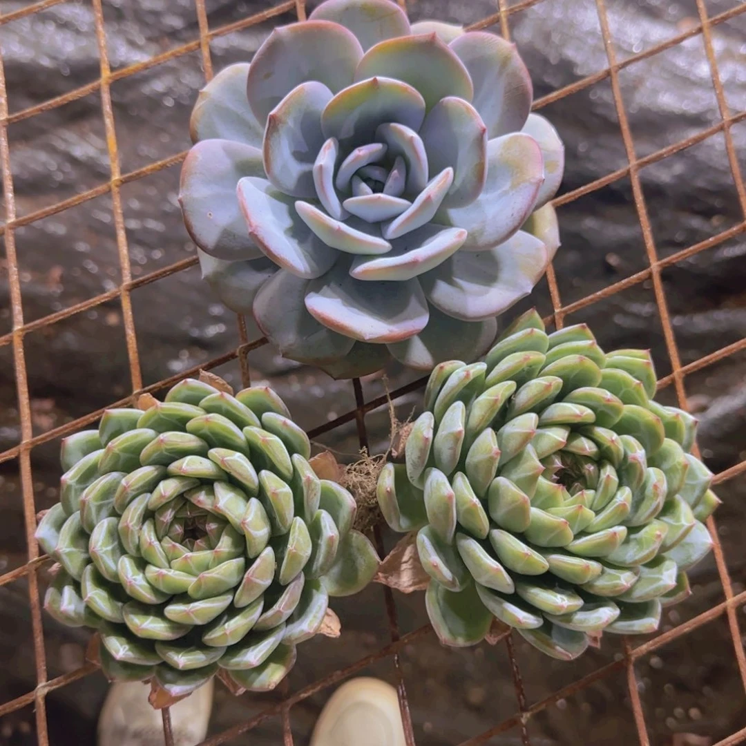 A55雪花珍妮2颗   奶茶1颗