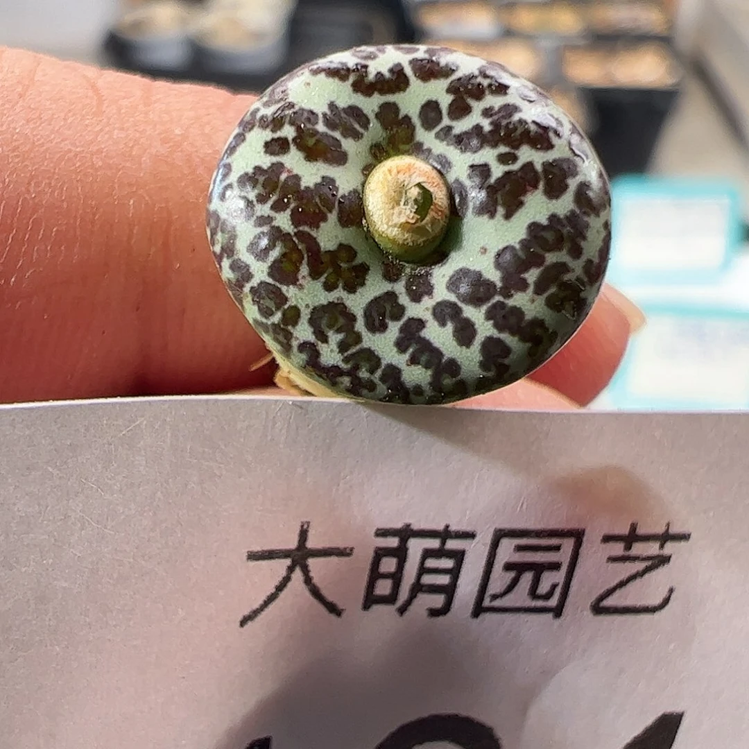 一物一拍。       104