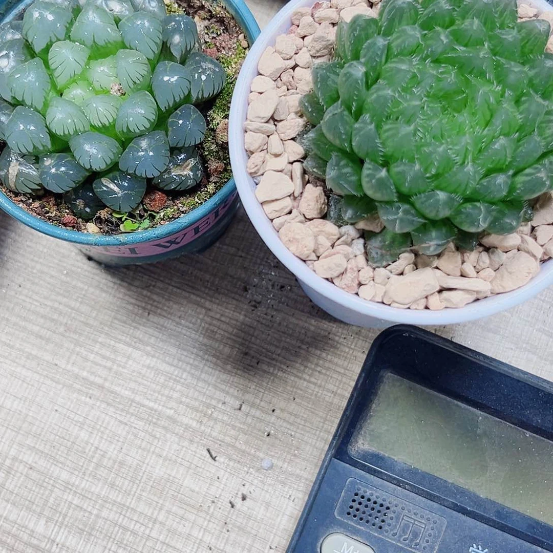 潘氏冰灯加蝉翼多肉植物6666