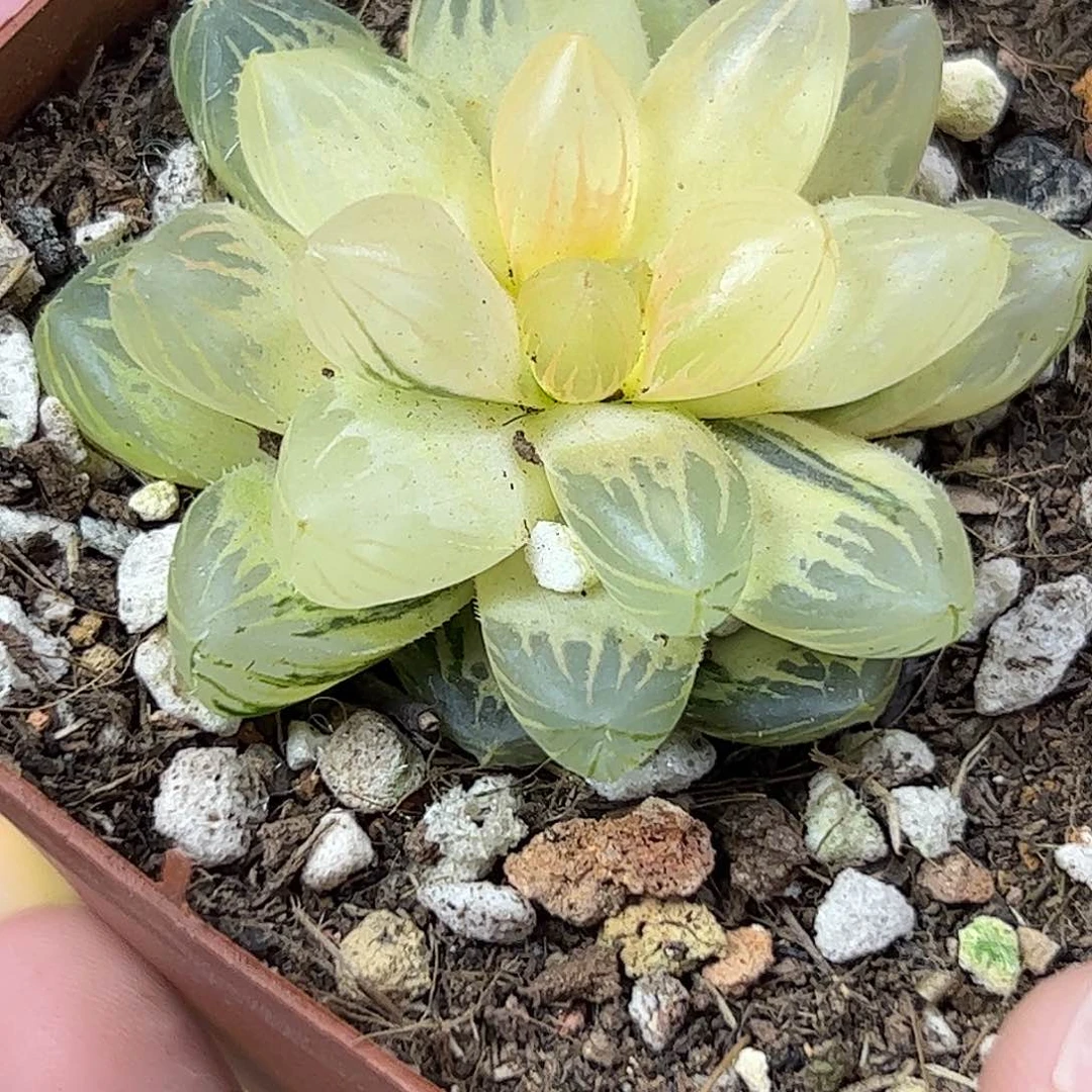 霓虹灯锦十二卷多肉植物