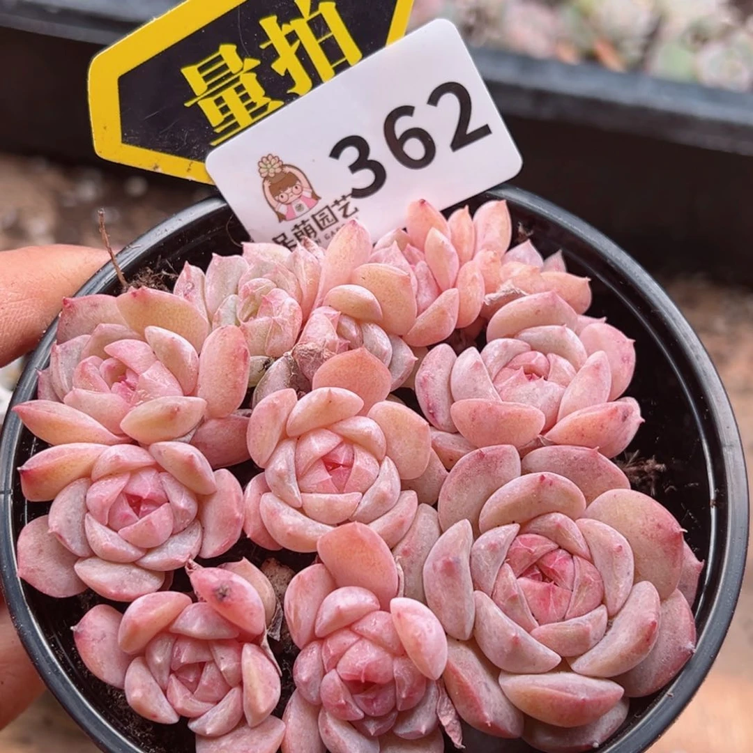 多肉植物多肉植物