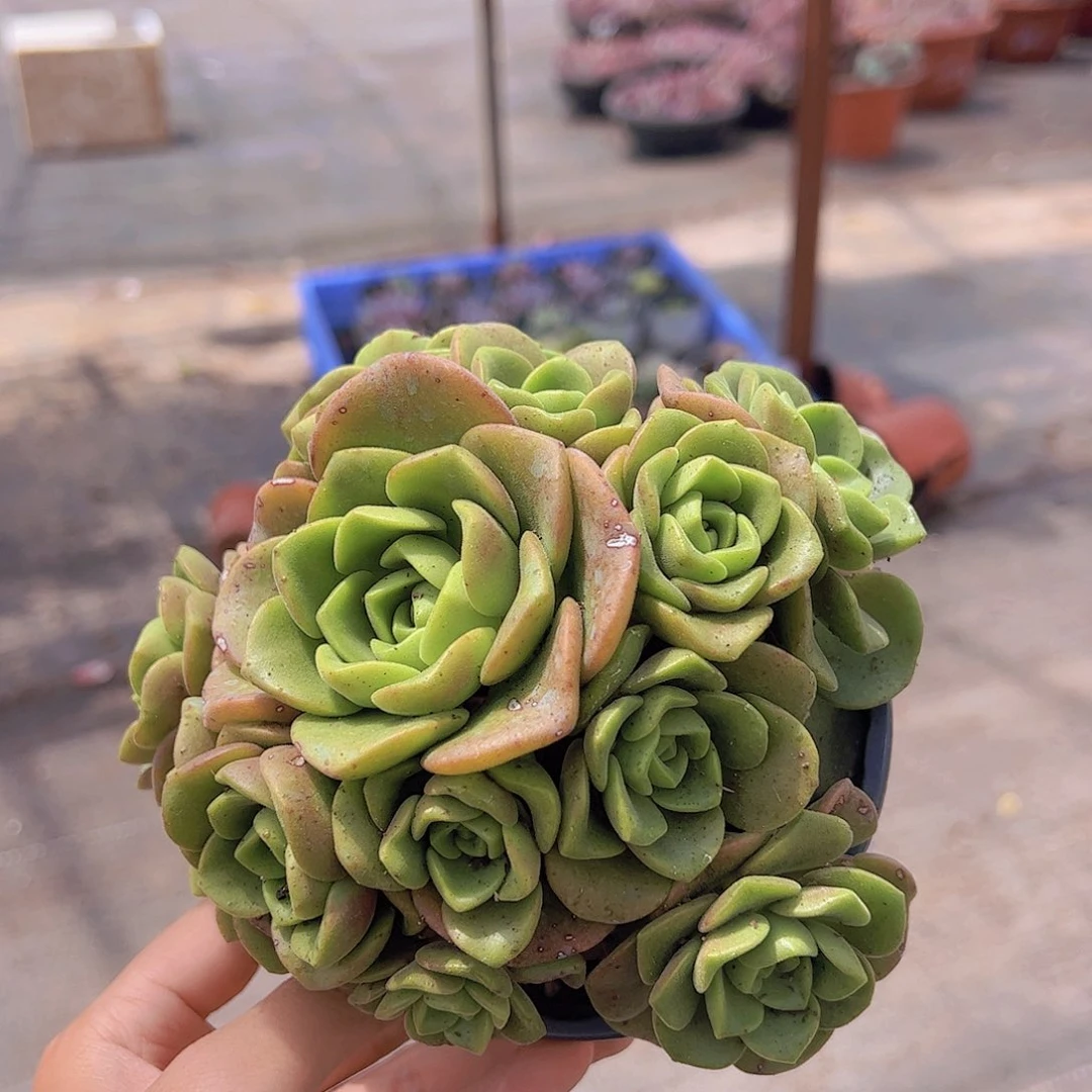 百合莉莉多头精控手捧