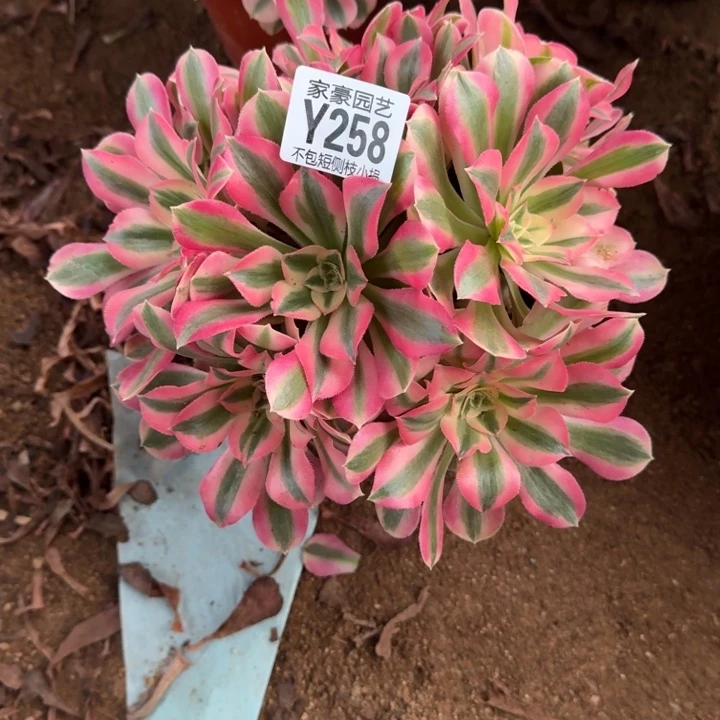 J***g粉女巫258官服20左右2