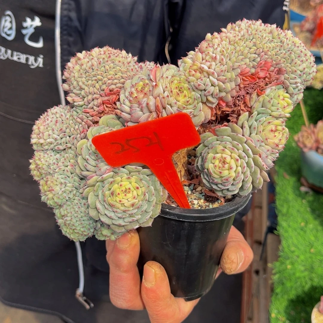 2521号上午多肉植物群生多肉