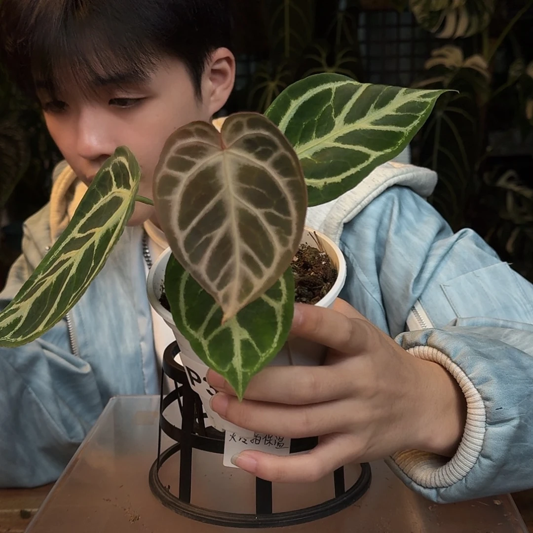 9***9完全开放P31skg银红杂黑刷子