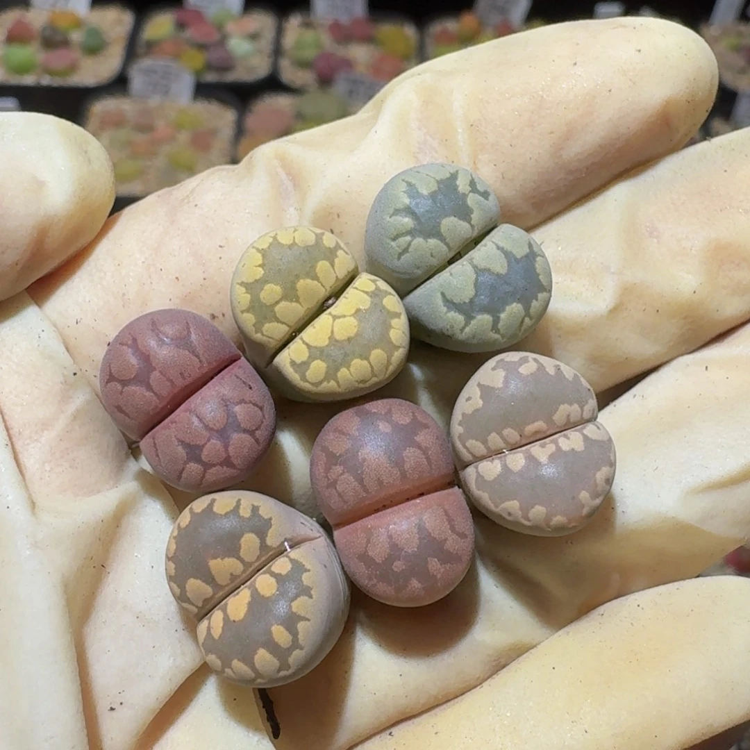 Ssss精品生石花1062