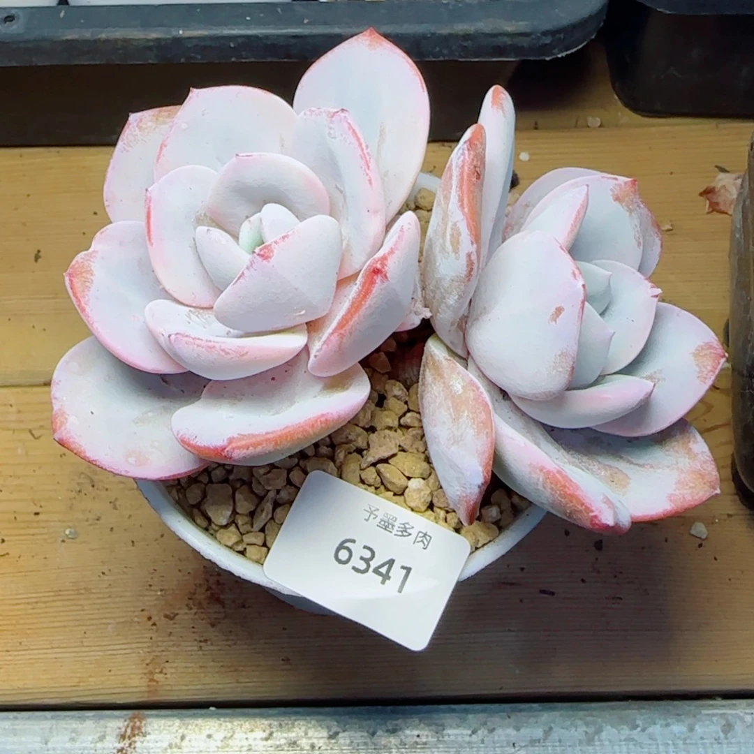 粗桩奶茶，6341多肉植物