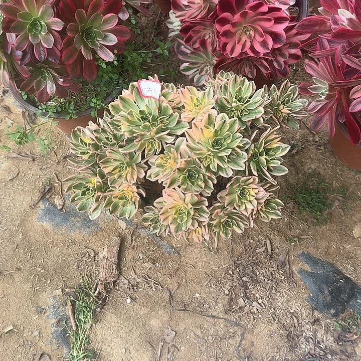 多肉植物甜茶65号无售后