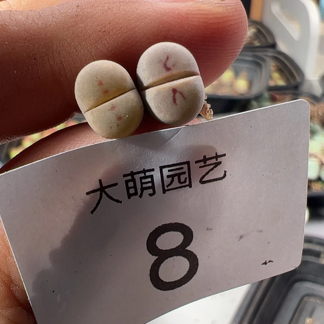 一物一拍脱土发。8