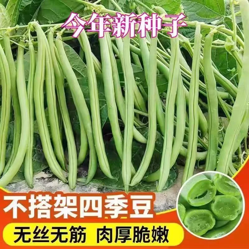 早熟无架矮生地豆种子不搭架四季豆籽阳台小院可盆栽种植蔬菜种子