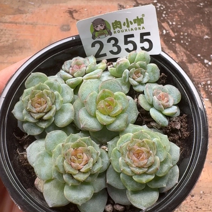 多肉植物多肉植物