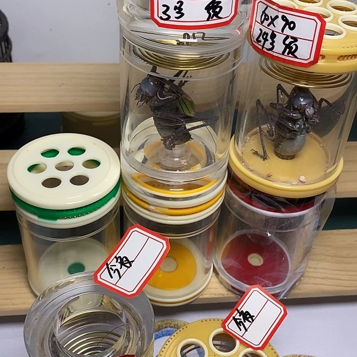 蝈蝈55-125单60-90单断须今夜
