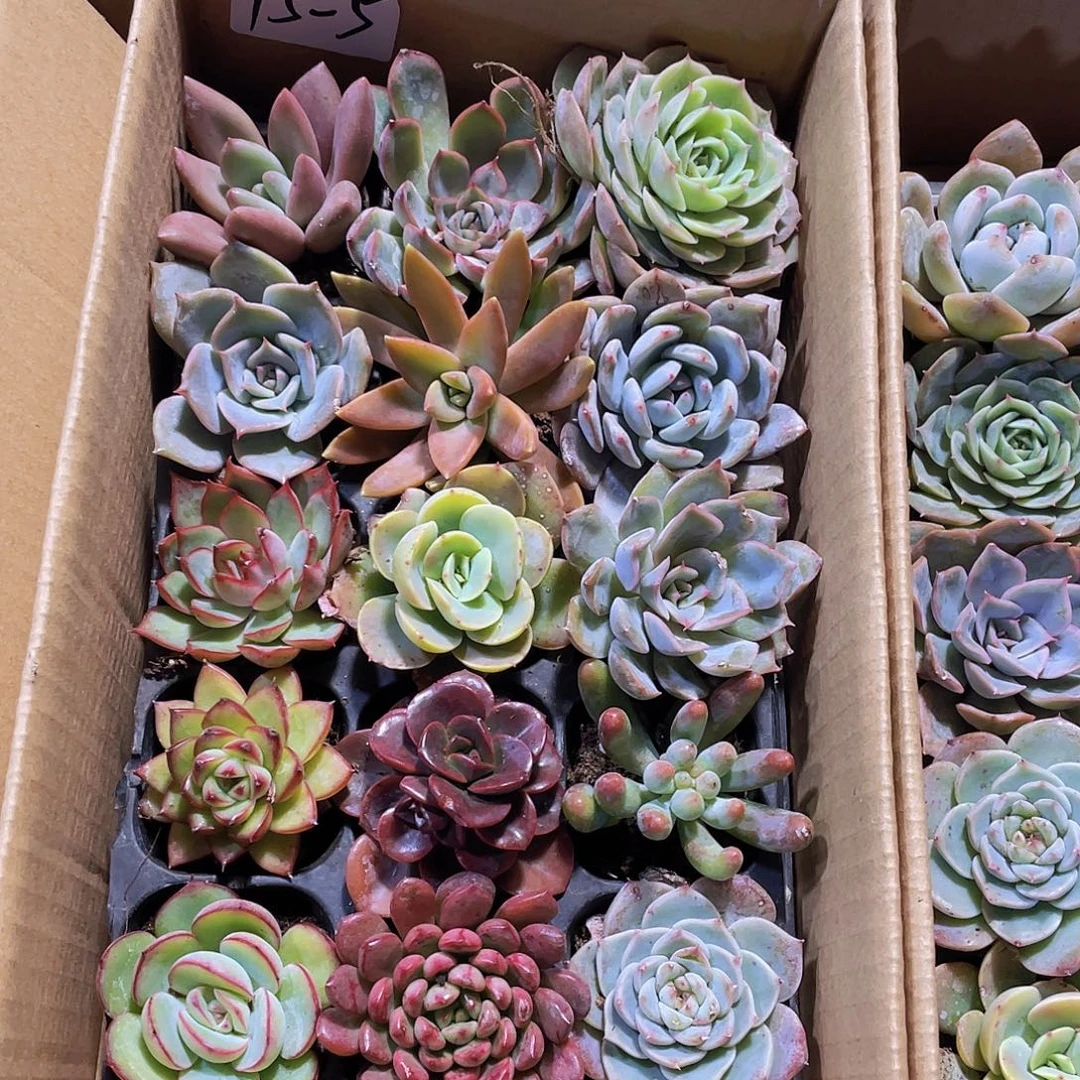 15颗-5号约4-5厘米