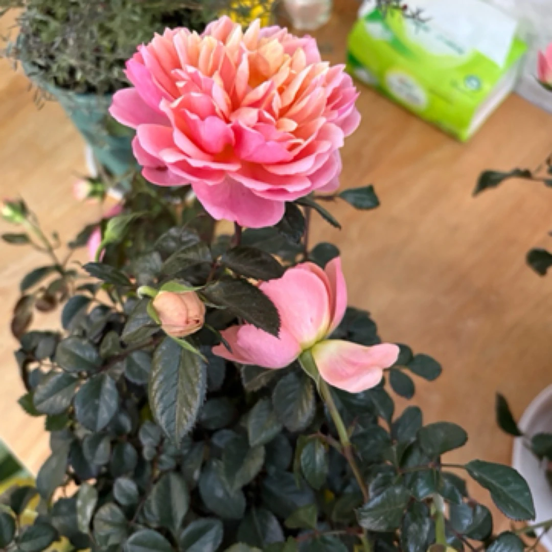 小玫瑰蔷薇玫红色系