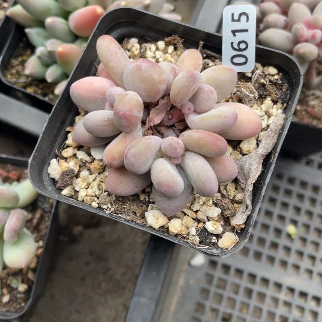 西瓜奶酪带锦多肉