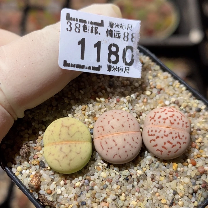 ZzzzzZz好可爱啊1180