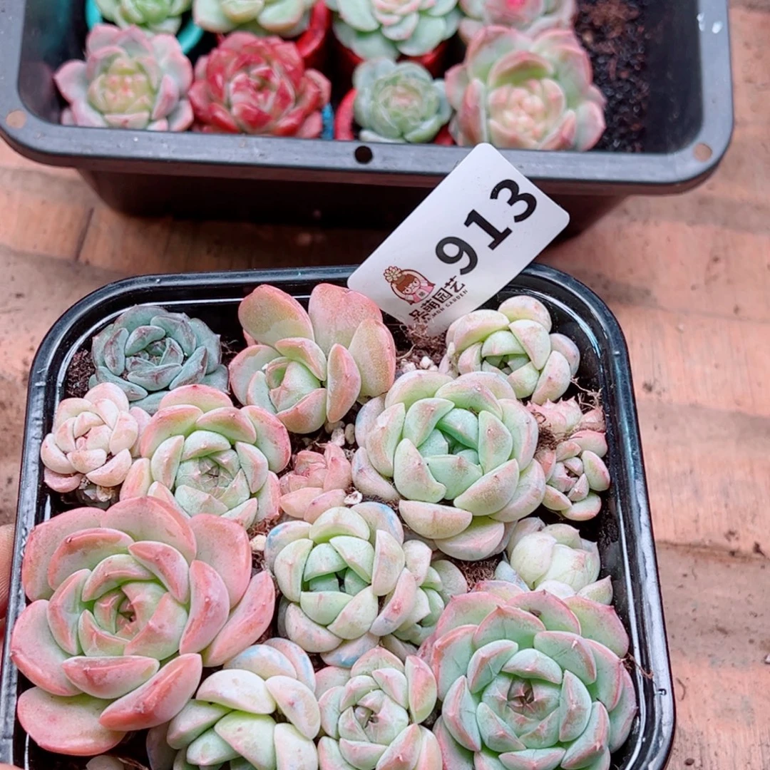 多肉植物多肉植物
