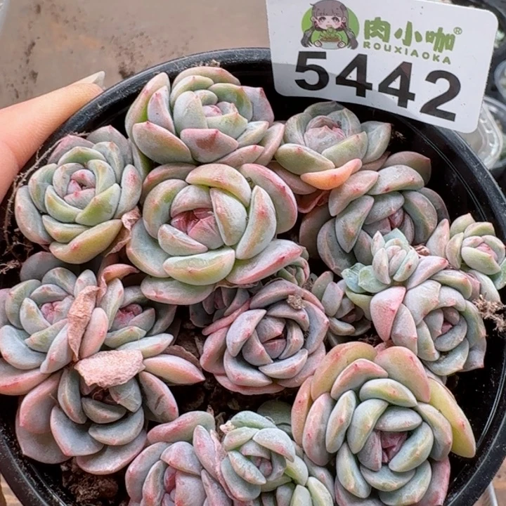 多肉植物多肉植物