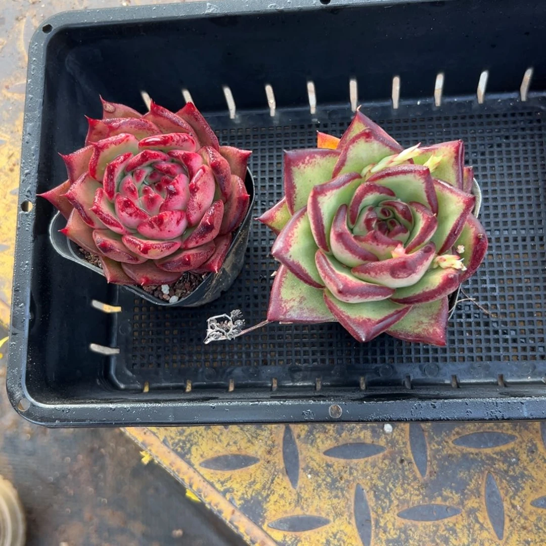 多肉一物一拍0123-8两棵