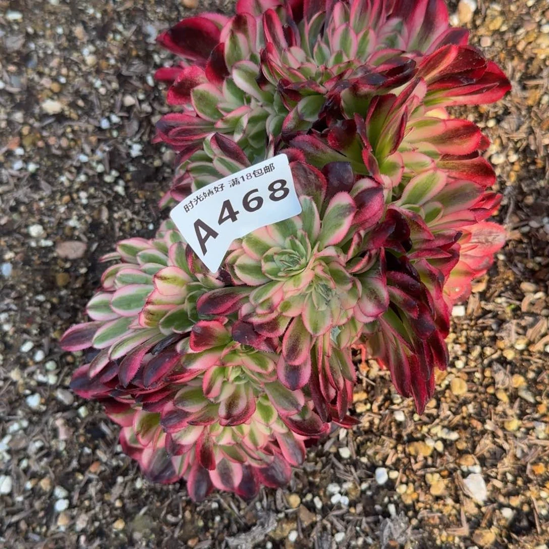 466红荔枝。多肉植物