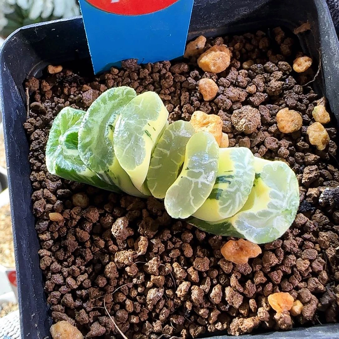 78号实生白龙纹 糊斑锦4.7 厘米左右一物一拍带盆发