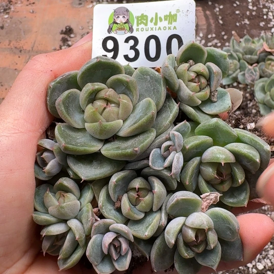 多肉植物多肉植物