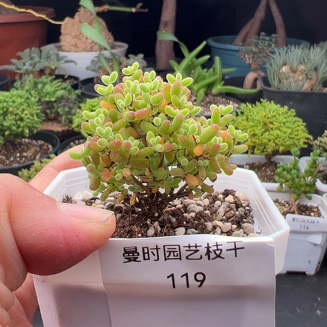 119号密橘糖球11.2多肉