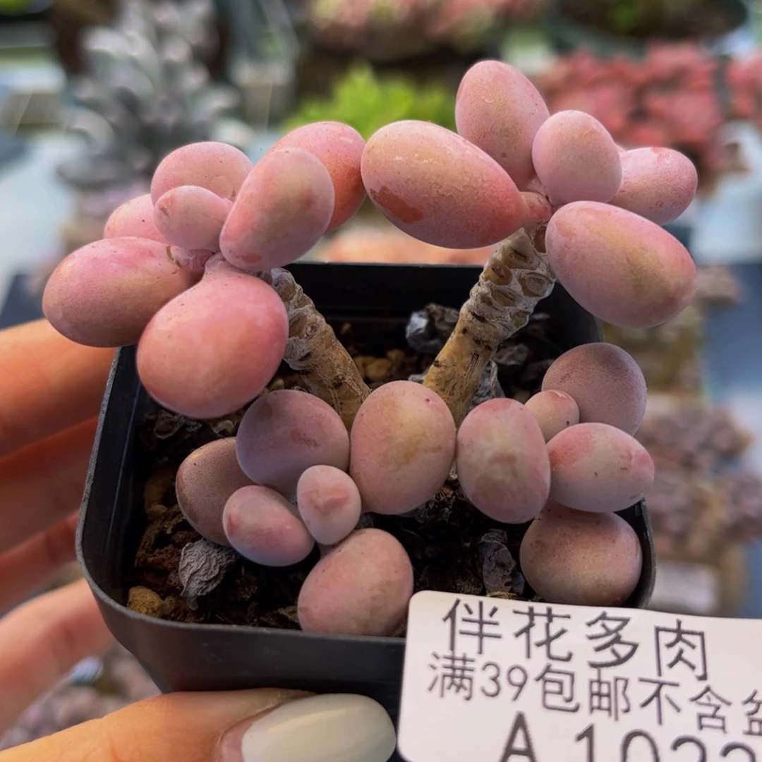 122-腰子桃蛋多肉6cm