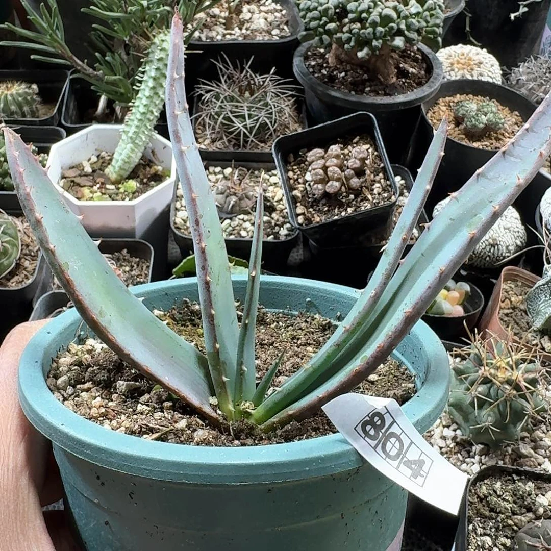 804推进器芦荟脱土发货