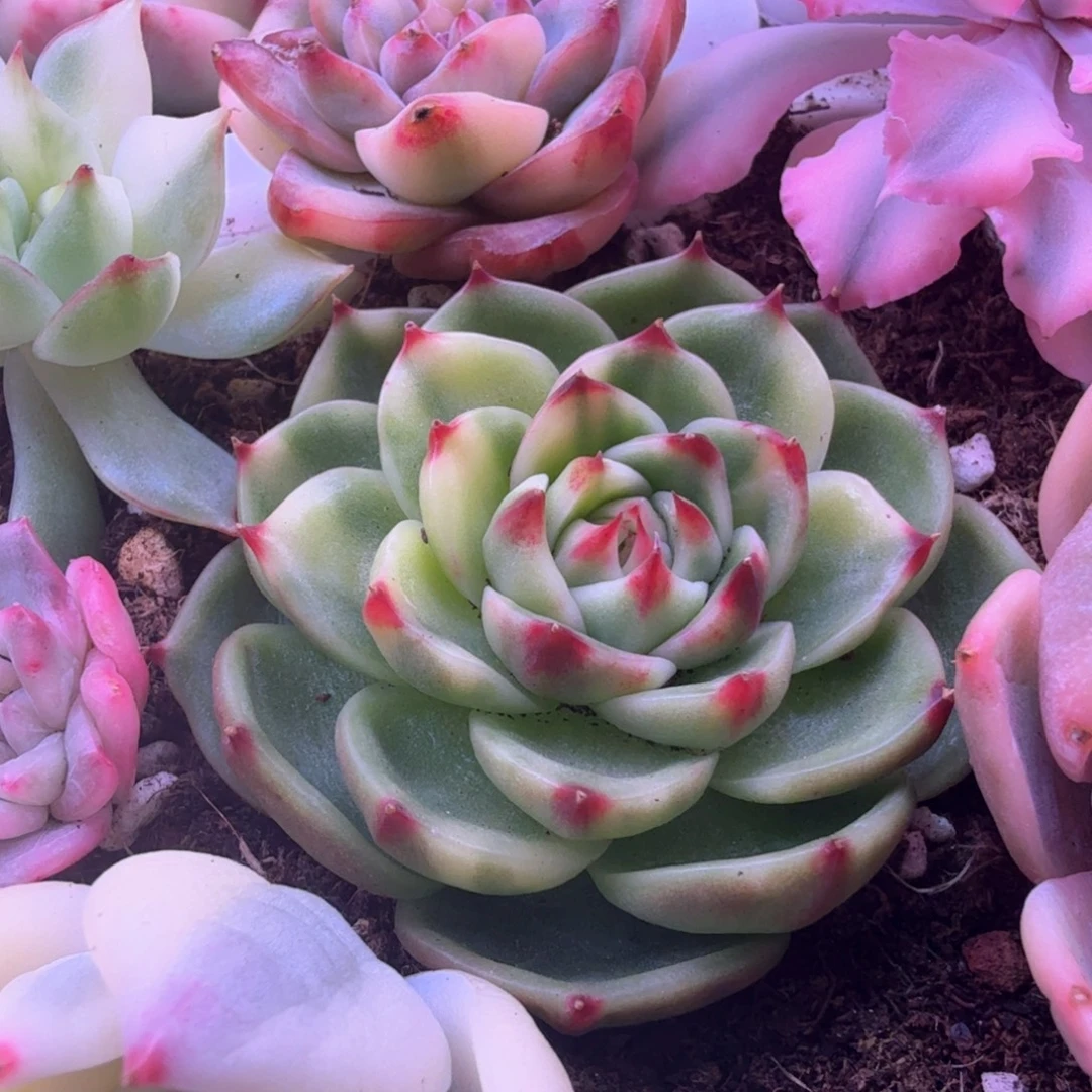 葱***顶葱花 多肉植物锦