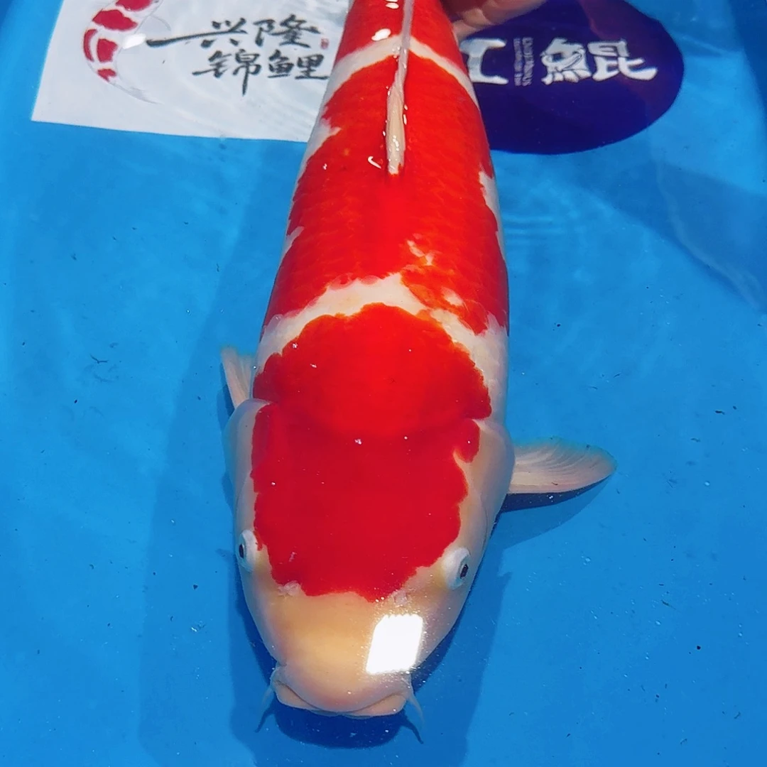 海水鱼佛山兴隆锦鲤