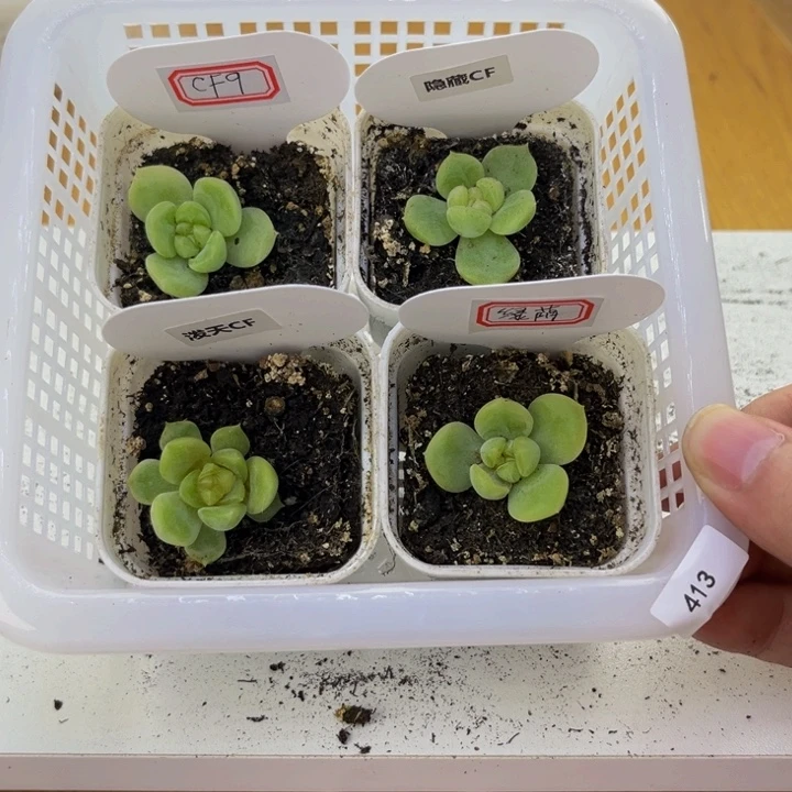 413 多肉植物多肉植物