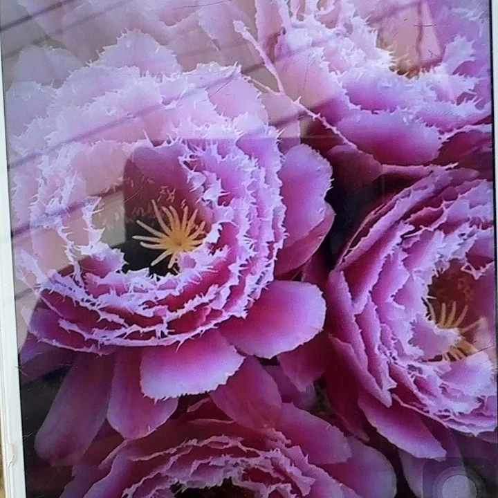 芸儿带根冠服7公分左右毛花柱