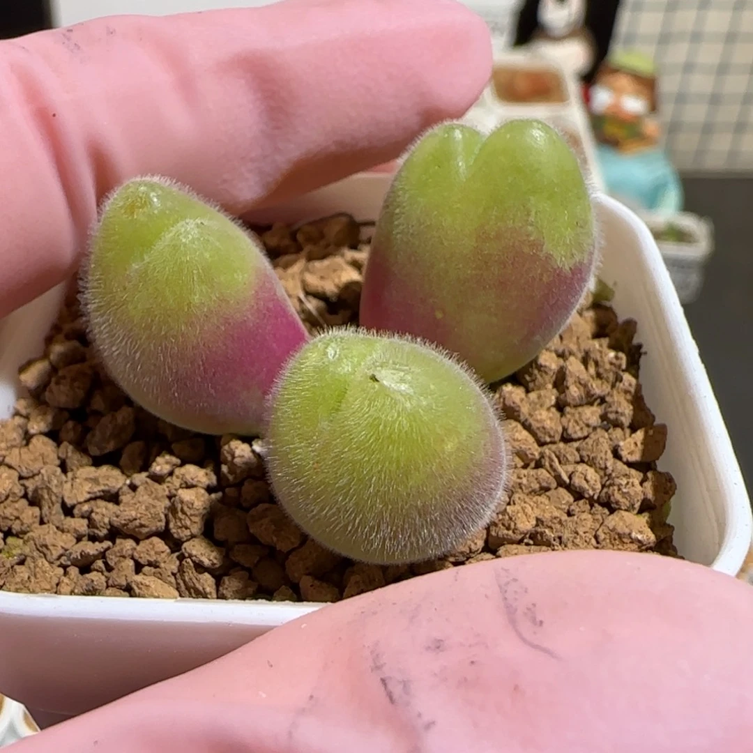 肉锥多肉植物组合-长毛翠滴有疤1508