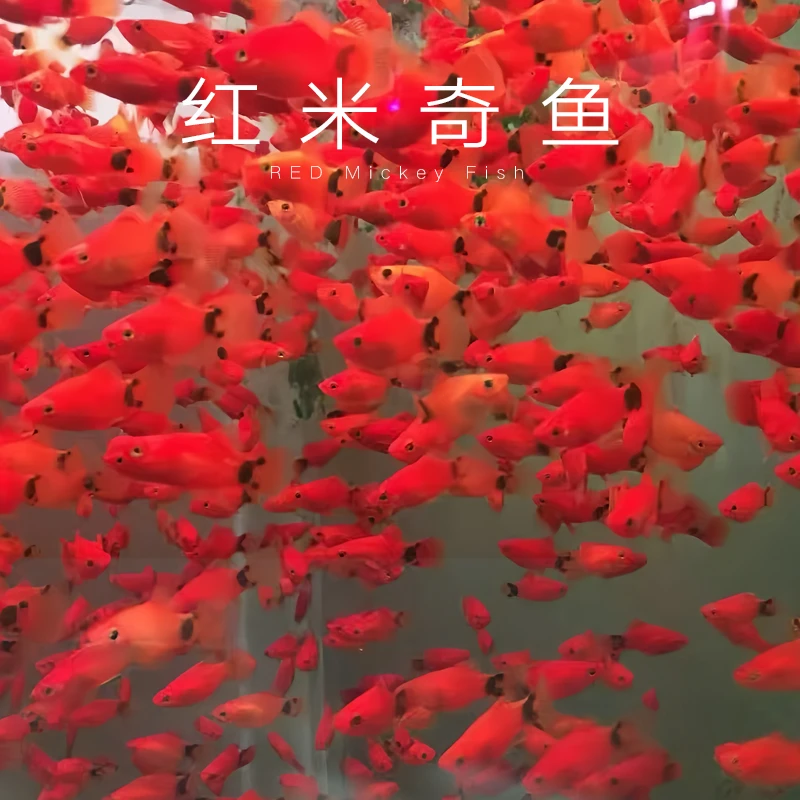米奇鱼小型胎生热带观赏鱼耐活好养适合新手可与小型鱼混养