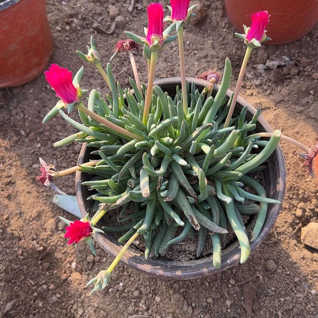 多肉植物红花奔龙
