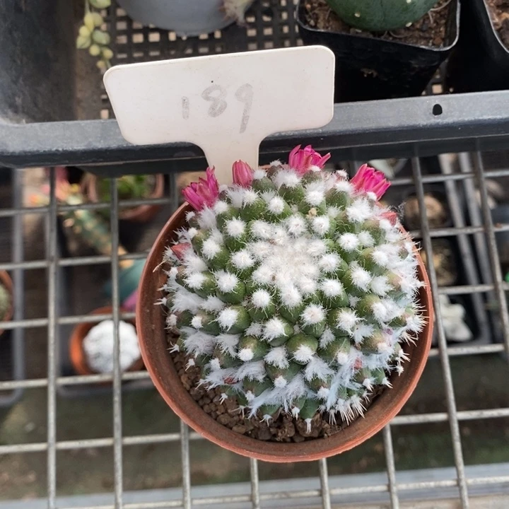 伯克利和格蕾纳等著名音乐家