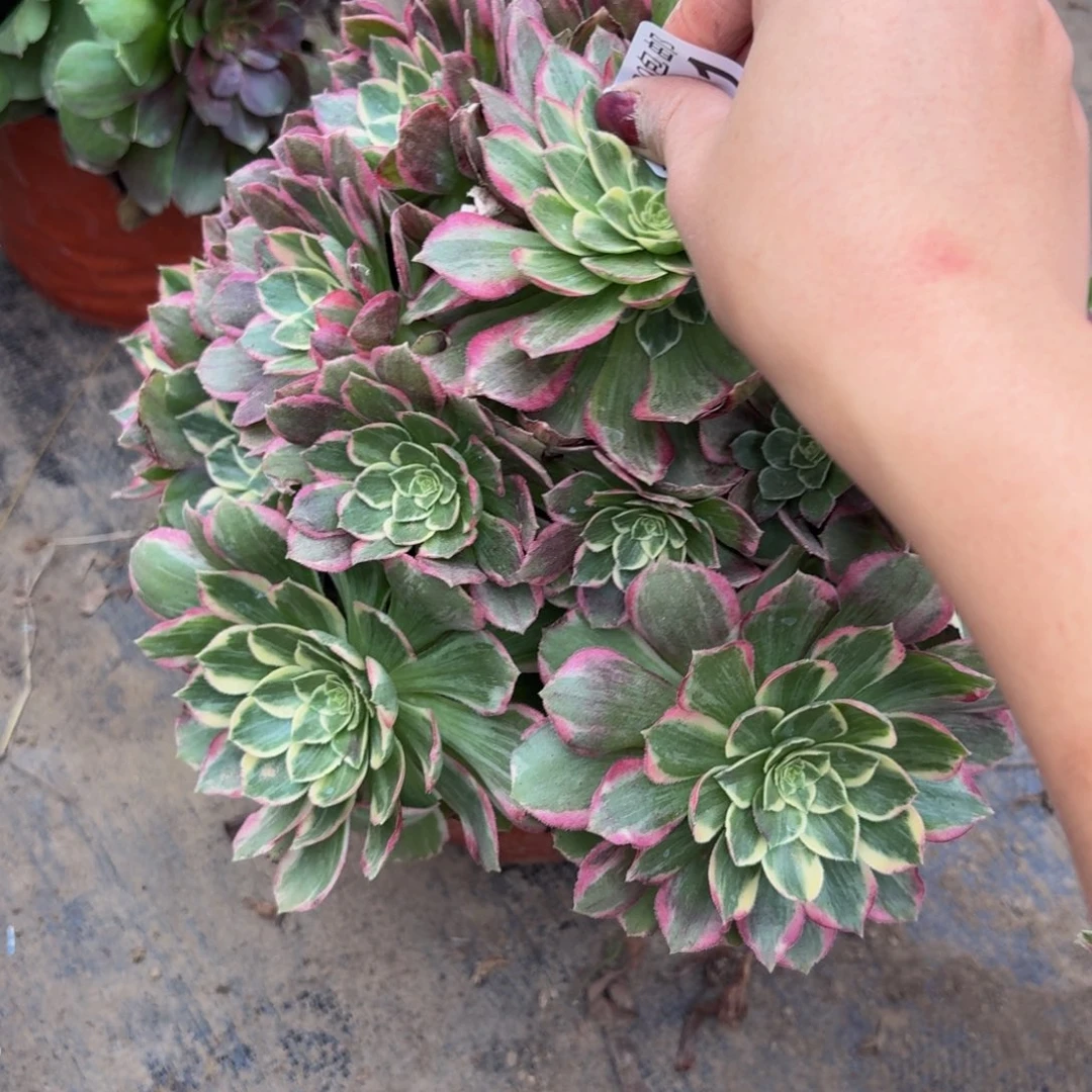 401多肉植物捧花的时候