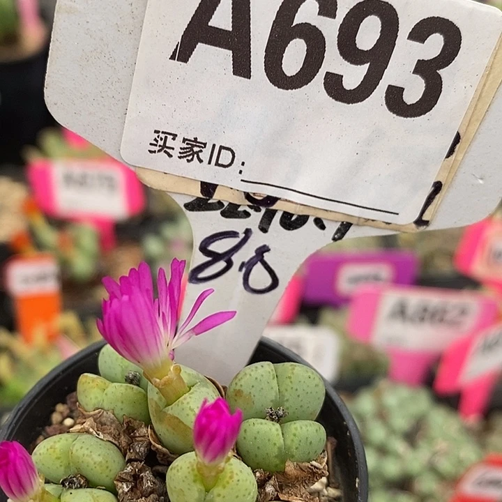 美美美美美美美693