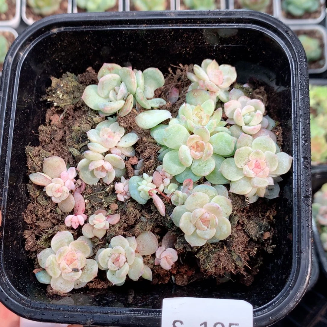 无花朵S195英语英语一