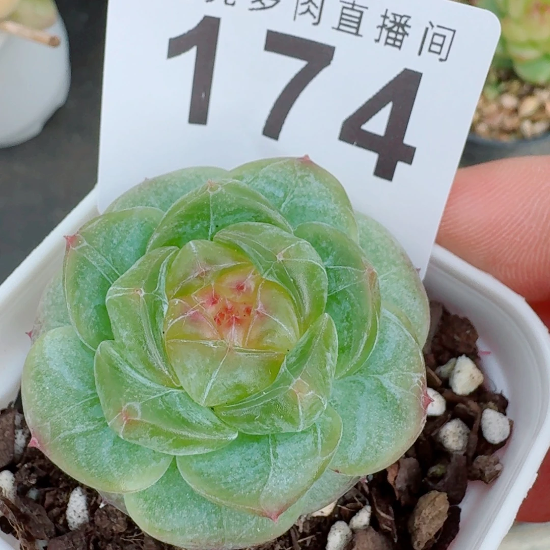 明兰珍妮            精美多肉植物