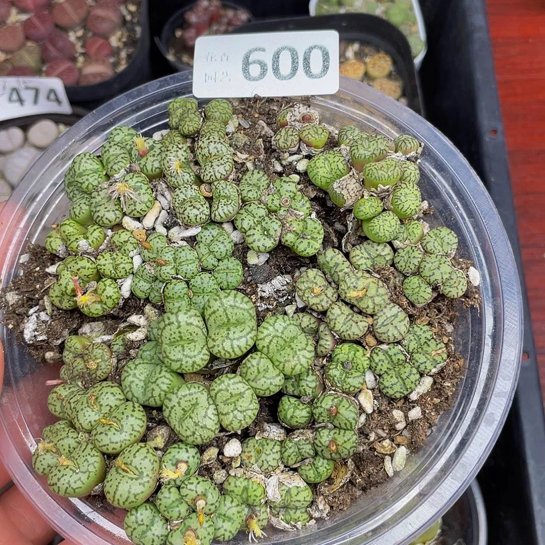 600000000花花谷花花花花