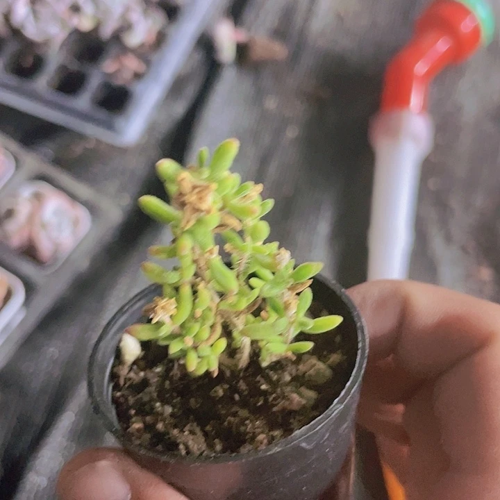 红宝石枝干带土带盆
