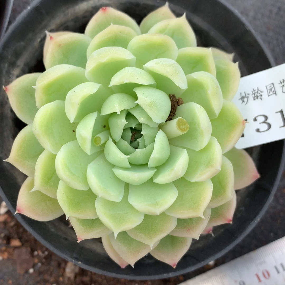 7318杂交多肉植物