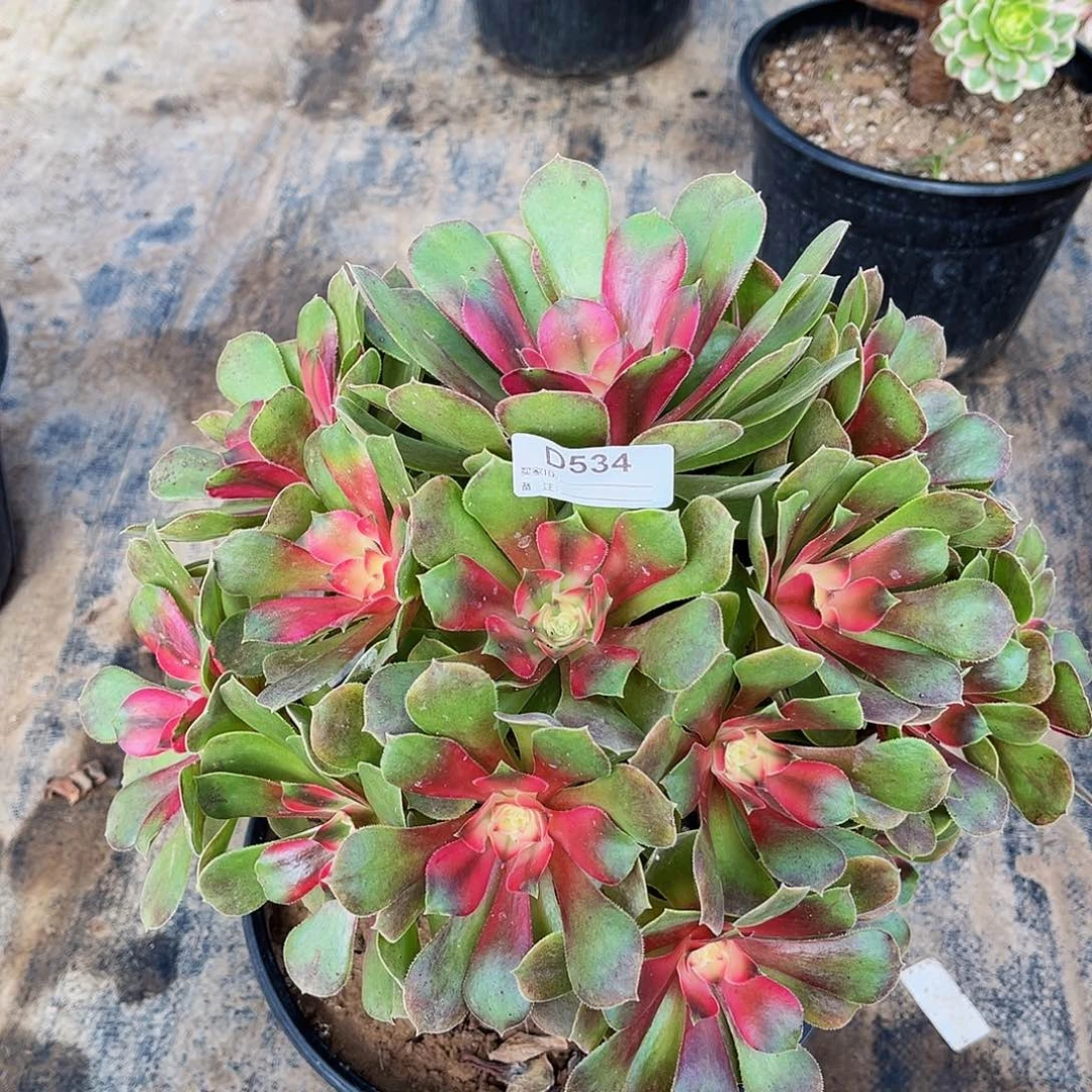 多肉植物534香妃法师