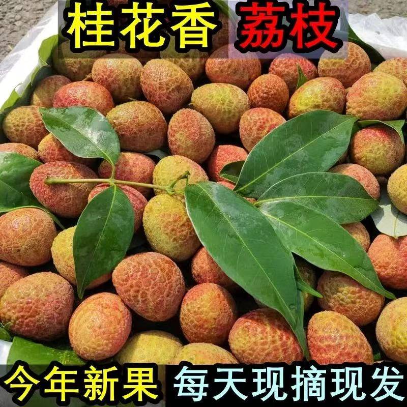 【新鲜荔枝】海南特早季桂花香荔枝 新鲜现摘现发当季水果空运包邮